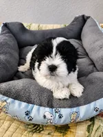 🐾 Morkie Mix Puppies Looking for Their Forever Homes! 🐶💙, a male Morkie for sale in San Antonio, TX – 2 of 8