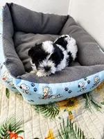 🐾 Morkie Mix Puppies Looking for Their Forever Homes! 🐶💙, a male Morkie for sale in San Antonio, TX – 8 of 8