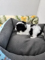 🐾 Morkie Mix Puppies Looking for Their Forever Homes! 🐶💙, a male Morkie for sale in San Antonio, TX – 4 of 8