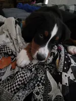 Max, a male Bernese Mountain Dog for sale in East Alton, IL – 3 of 4