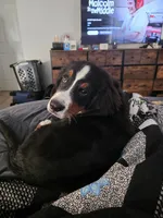 Max, a male Bernese Mountain Dog for sale in East Alton, IL – 2 of 4