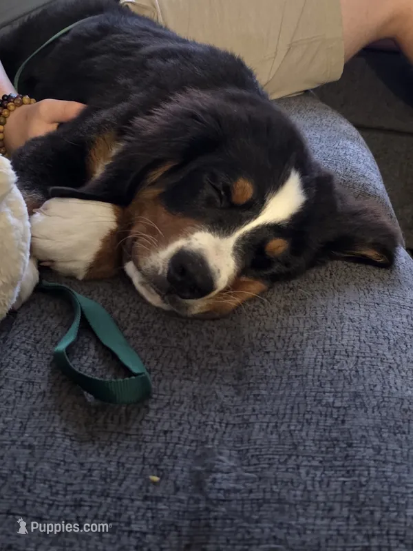 Max – Bernese Mountain Dog puppy for sale in East Alton, IL