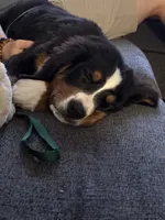 Max, a male Bernese Mountain Dog for sale in East Alton, IL – 1 of 4