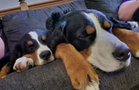 Max, a male Bernese Mountain Dog for sale in East Alton, IL – 4 of 4