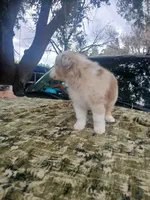 Thor, a male Australian Shepherd for sale in Lithia, FL – Photo 4 of 7