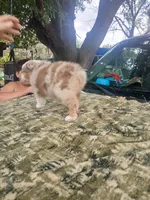 Thor, a male Australian Shepherd for sale in Lithia, FL – Photo 6 of 7