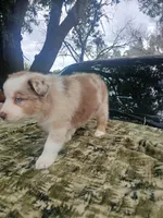 Thor, a male Australian Shepherd for sale in Lithia, FL – Photo 2 of 7