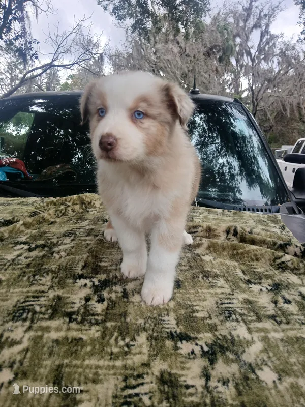 Thor – Australian Shepherd puppy for sale in Lithia, FL