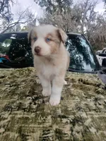 Thor, a male Australian Shepherd for sale in Lithia, FL – Photo 5 of 7