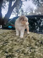 Thor, a male Australian Shepherd for sale in Lithia, FL – Photo 7 of 7