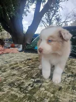 Thor, a male Australian Shepherd for sale in Lithia, FL – Photo 3 of 7