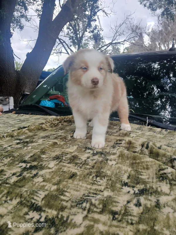 Thor – Australian Shepherd puppy for sale in Lithia, FL