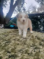 Thor, a male Australian Shepherd for sale in Lithia, FL – Photo 1 of 7