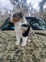 Bluey, a male Australian Shepherd for sale in Lithia, FL – Photo 6 of 7