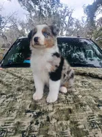 Bluey, a male Australian Shepherd for sale in Lithia, FL – Photo 5 of 7
