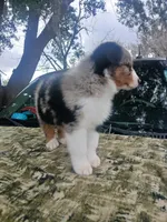 Bluey, a male Australian Shepherd for sale in Lithia, FL – Photo 3 of 7