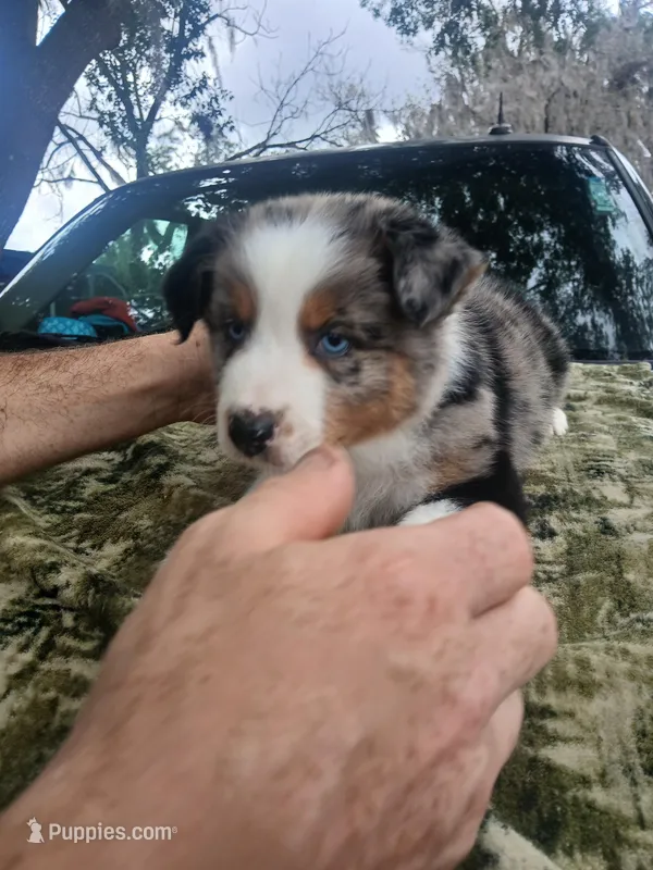 Bluey – Australian Shepherd puppy for sale in Lithia, FL