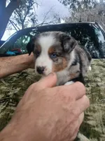 Bluey, a male Australian Shepherd for sale in Lithia, FL – Photo 1 of 7