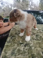 Loki, a male Australian Shepherd for sale in Lithia, FL – Photo 5 of 7