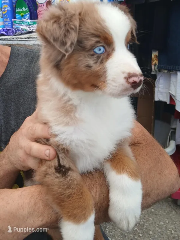 Loki – Australian Shepherd puppy for sale in Lithia, FL