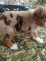 Loki, a male Australian Shepherd for sale in Lithia, FL – Photo 7 of 7