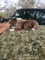 Loki, a male Australian Shepherd for sale in Lithia, FL – Photo 3 of 7