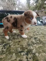 Loki, a male Australian Shepherd for sale in Lithia, FL – Photo 6 of 7
