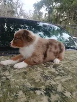 Loki, a male Australian Shepherd for sale in Lithia, FL – Photo 4 of 7