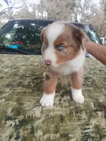 Loki, a male Australian Shepherd for sale in Lithia, FL – Photo 2 of 7