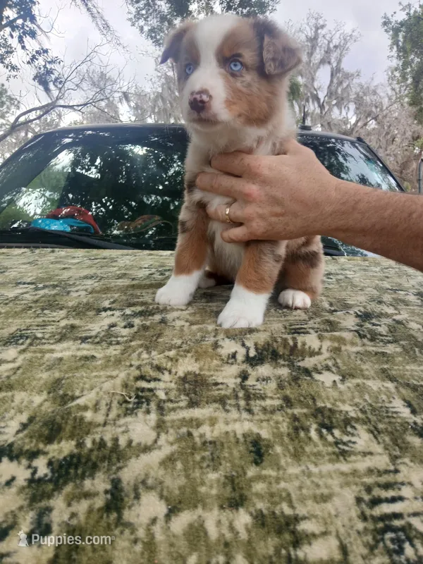 Loki – Australian Shepherd puppy for sale in Lithia, FL