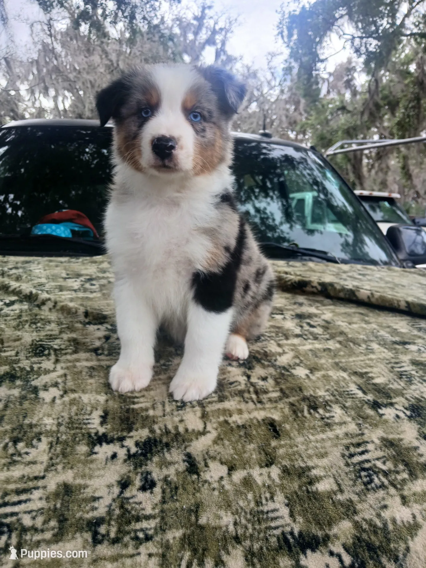Bluey, a male Australian Shepherd for sale in Lithia, FL – Photo 2 of 7