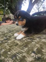 Nina, a female Australian Shepherd for sale in Lithia, FL – Photo 7 of 7