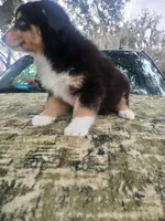 Nina, a female Australian Shepherd for sale in Lithia, FL – Photo 3 of 7