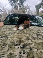 Nina, a female Australian Shepherd for sale in Lithia, FL – Photo 5 of 7