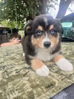 Nina, a female Australian Shepherd for sale in Lithia, FL – Photo 2 of 7