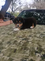 Nina, a female Australian Shepherd for sale in Lithia, FL – Photo 6 of 7