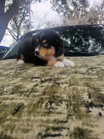 Nina, a female Australian Shepherd for sale in Lithia, FL – Photo 4 of 7