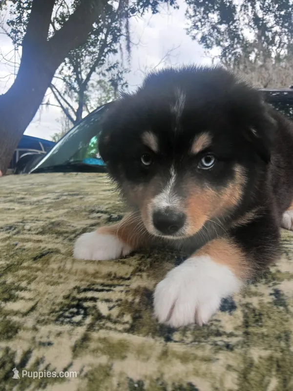 Nina – Australian Shepherd puppy for sale in Lithia, FL