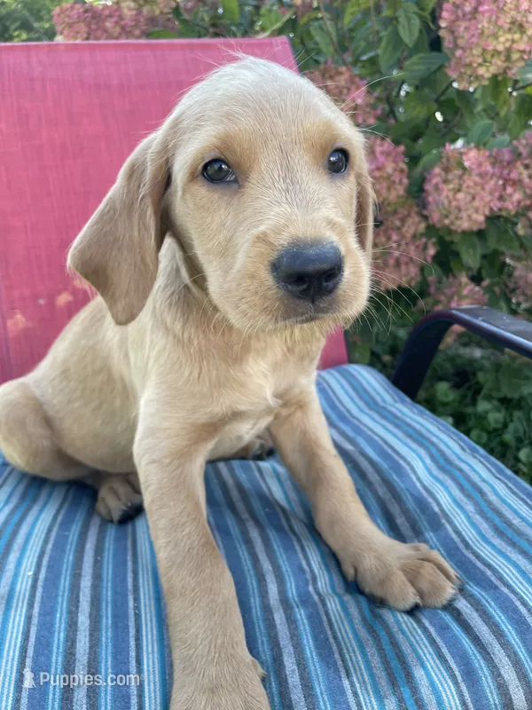 Niko – Labrador Retriever, Irish Setter puppy for sale in Peru, IN