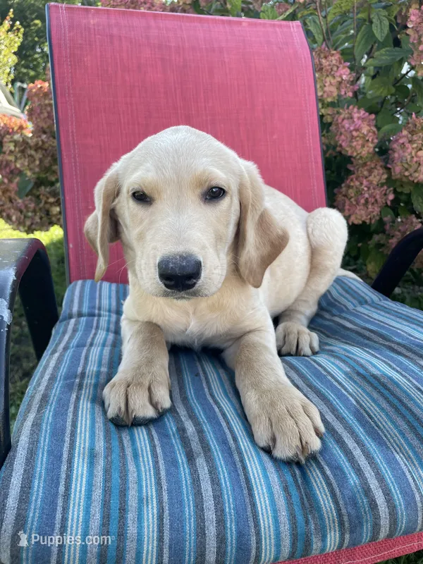 Jack – Labradoodle, Labrador Retriever puppy for sale in Peru, IN