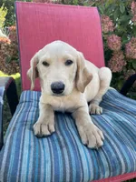 Jack, a male Labradoodle and Labrador Retriever for sale in Peru, IN – 1 of 3