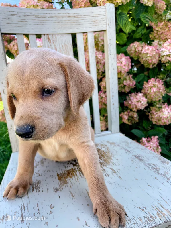 Nigel – Labrador Retriever, Irish Setter puppy for sale in Peru, IN