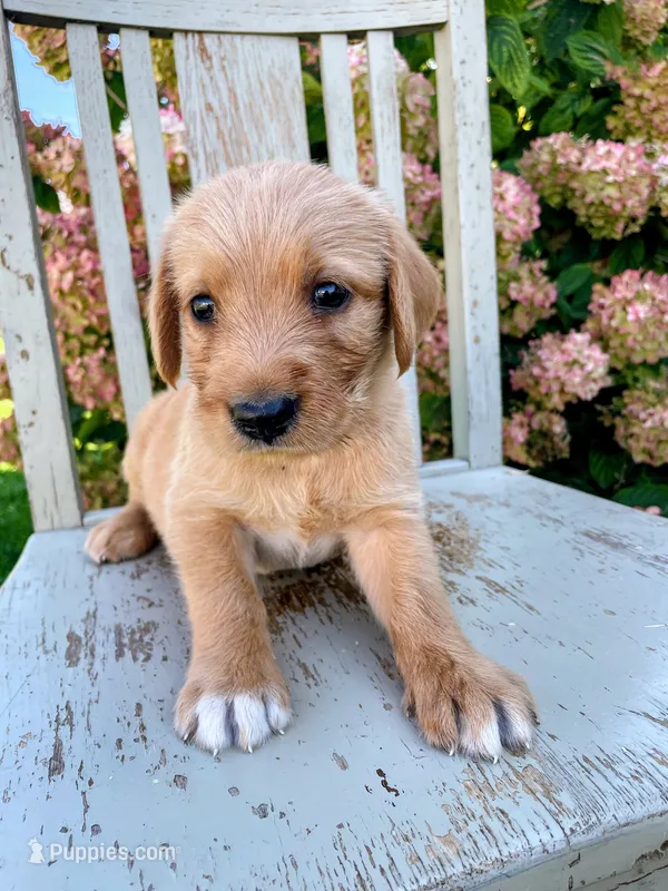 Peanut – Labrador Retriever, Irish Setter puppy for sale in Peru, IN