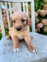 Peanut, a male Labrador Retriever and Irish Setter for sale in Peru, IN – 2 of 3