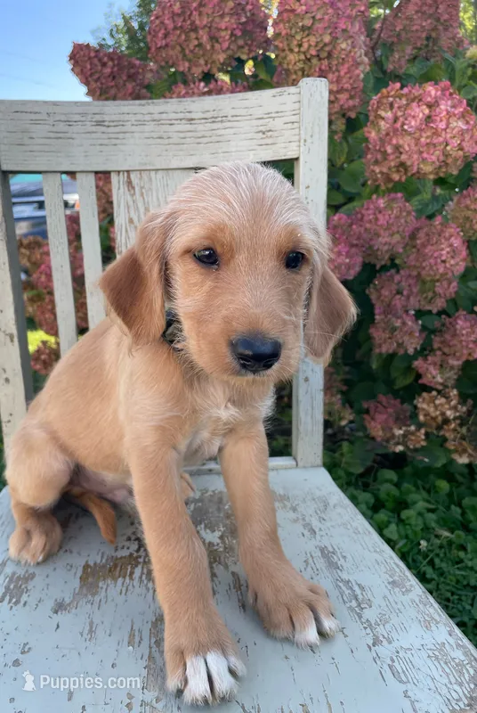 Peanut – Labrador Retriever, Irish Setter puppy for sale in Peru, IN