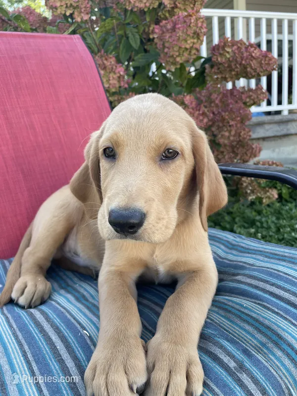 Rocky – Labrador Retriever, Irish Setter puppy for sale in Peru, IN