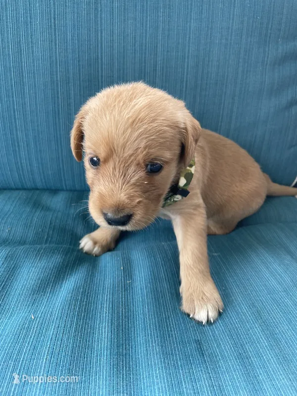 Peanut – Labrador Retriever, Irish Setter puppy for sale in Peru, IN