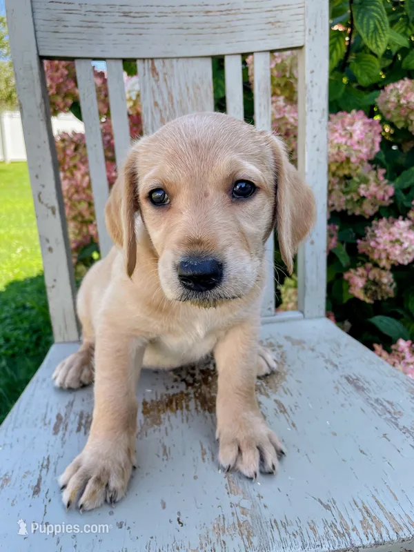 Ada – Labrador Retriever, Irish Setter puppy for sale in Peru, IN