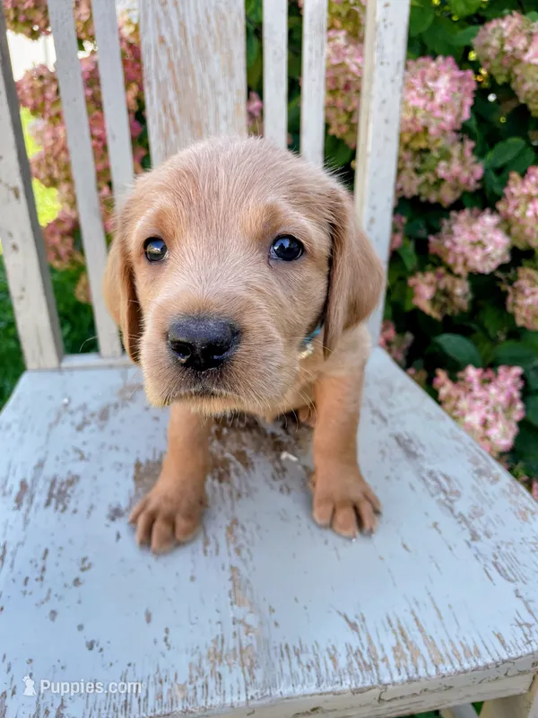 Freddy – Labrador Retriever, Irish Setter puppy for sale in Peru, IN