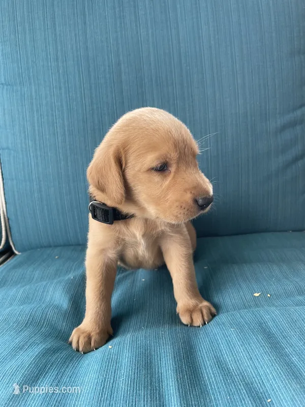 Niko – Labrador Retriever, Irish Setter puppy for sale in Peru, IN